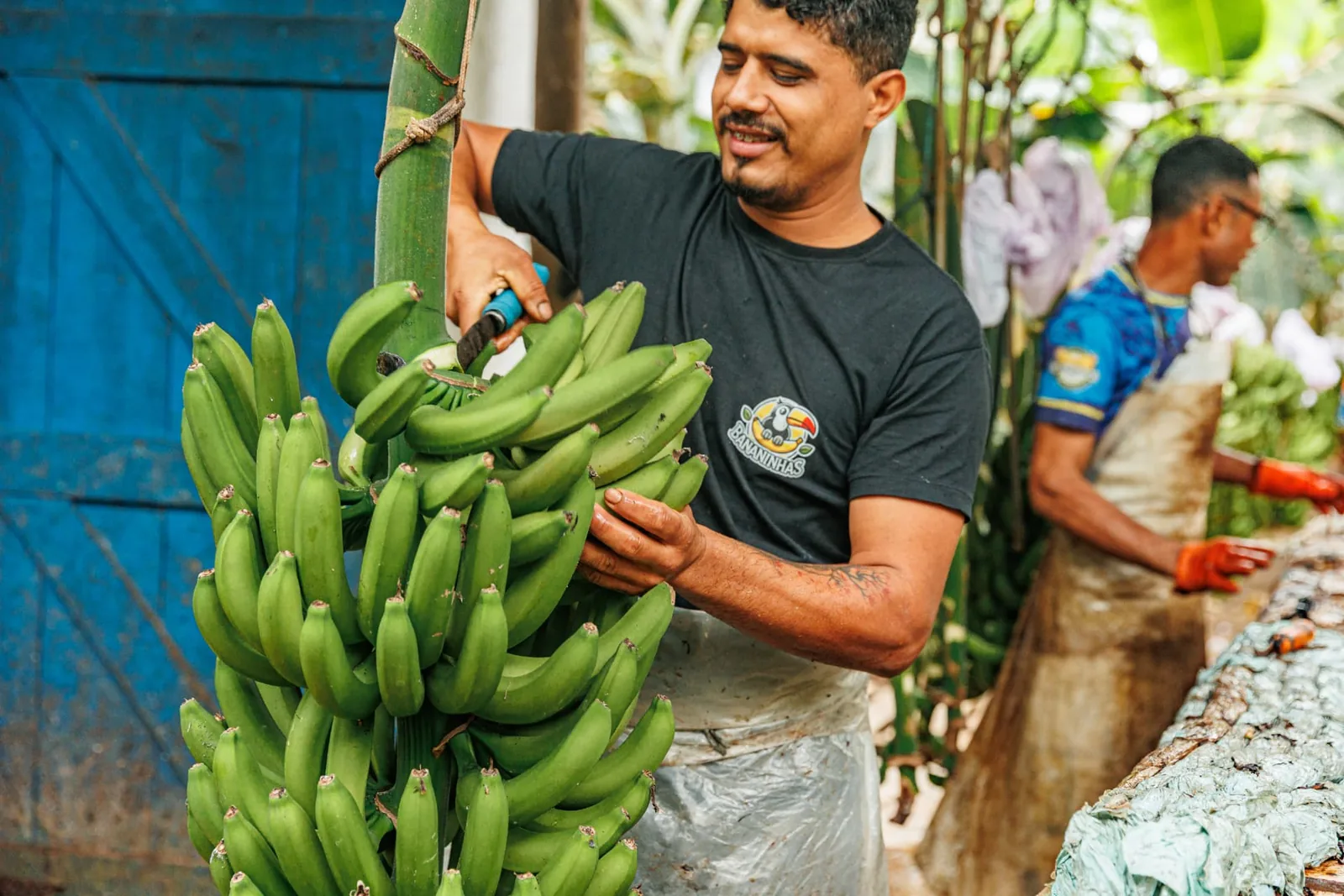 Bananas colhidas na região de Eldorado